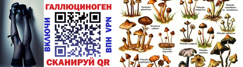 Псилоцибиновые грибы GOLDEN TEACHER  Купить закладки  Губаха 